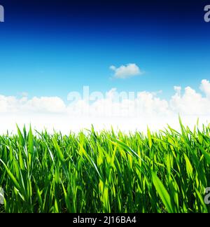 Belle fleur de printemps avec une herbe verte et le ciel magnifique Banque D'Images