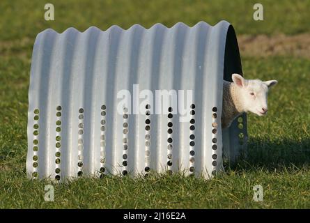 Wesselburenerkoog, Allemagne. 21st mars 2022. Un agneau de Pâques donne sur un abri dans un pré. Les petits agneaux sont actuellement en train de barboter à travers les prés et les dykes sur les petites jambes spindly. Les boules de laine mignons ne sont pas seulement des motifs photo, mais aussi des protecteurs côtiers. Credit: Marcus Brandt/dpa/Alay Live News Banque D'Images