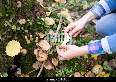 Champignons miel agarics poussent sur le sol, dans l'herbe dans la forêt, Russie. Banque D'Images
