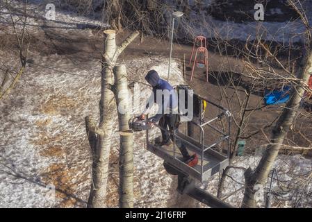 Un employé de service public méconnaissable sciant des arbres dans la cour de bâtiments à plusieurs étages. Banque D'Images