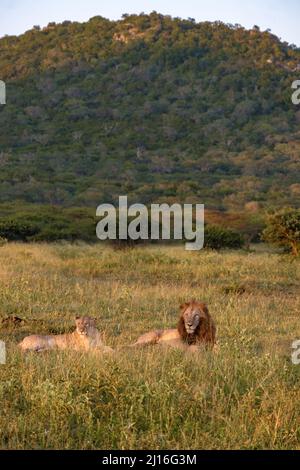 Lion mâle et femelle pendant le coucher du soleil dans la réserve de gibier de Thanta en Afrique du Sud Kwazulu Natal. savannah Bush avec Lion mâle et femelle Banque D'Images