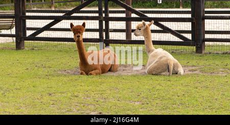 Un Alpaca brun et crème, en panorama. Dans un champ vert. Clôture en bois. Mise au point sélective. Couverture longue, bannière Web. Banque D'Images