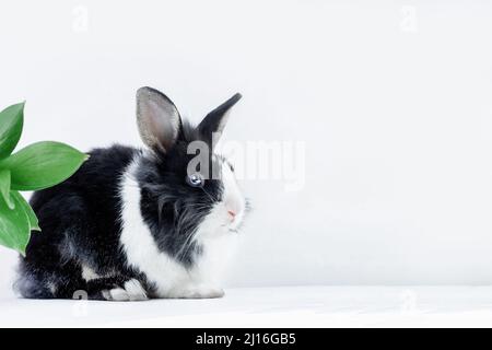 Petit lapin de la race hollandaise de couleur noire et blanche sur fond blanc avec des feuilles. Animaux de compagnie. Lapin de Pâques Banque D'Images