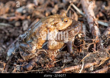 Paire de crapauds communs (Bufo bufo) dans l'amplexus pendant mars, Royaume-Uni Banque D'Images