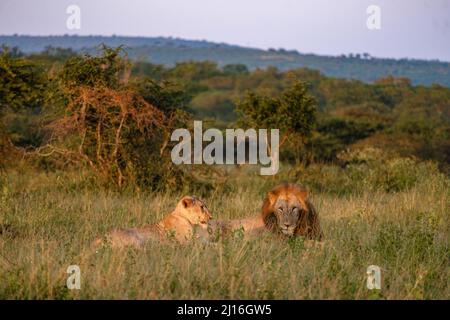 Lion mâle et femelle pendant le coucher du soleil dans la réserve de gibier de Thanta en Afrique du Sud Kwazulu Natal. savannah Bush avec Lion mâle et femelle Banque D'Images