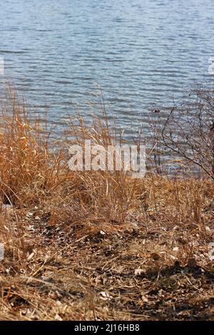 Des herbes dorées qui poussent le long de la côte pendant un hiver froid et un jour ensoleillé. Banque D'Images