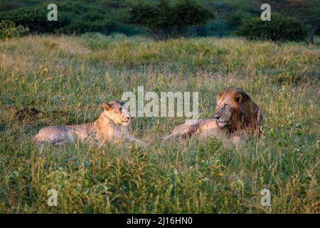 Lion mâle et femelle pendant le coucher du soleil dans la réserve de gibier de Thanta en Afrique du Sud Kwazulu Natal. savannah Bush avec Lion mâle et femelle Banque D'Images