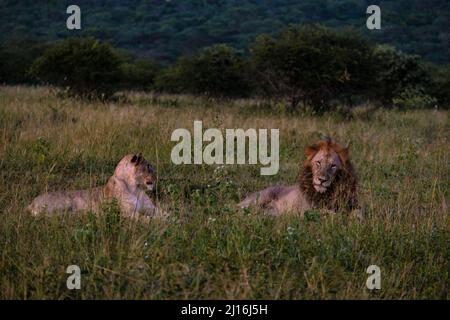 Lion mâle et femelle pendant le coucher du soleil dans la réserve de gibier de Thanta en Afrique du Sud Kwazulu Natal. savannah Bush avec Lion mâle et femelle Banque D'Images