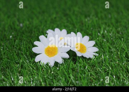 Camomille sur l'herbe. Fond floral avec des pâquerettes blanches. Fleurs de printemps Banque D'Images