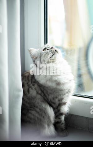 Chat persan mignon assis sur le sol près de la fenêtre et regarder vers le haut Banque D'Images