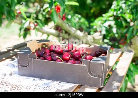 cerises mûres juteuses dans une boîte en carton noir sur la table dans les cerisiers de jardin Banque D'Images