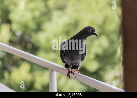 Un pigeon sur le balcon d'un appartement Banque D'Images