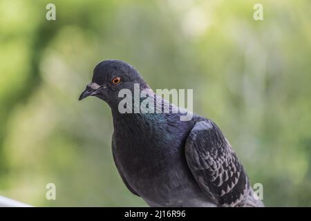 Un pigeon sur le balcon d'un appartement Banque D'Images