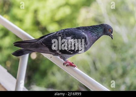 Un pigeon sur le balcon d'un appartement Banque D'Images