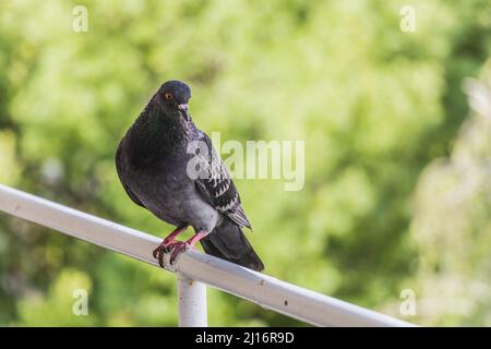 Un pigeon sur le balcon d'un appartement Banque D'Images