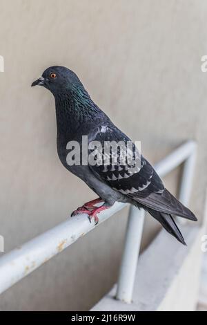 Un pigeon sur le balcon d'un appartement Banque D'Images