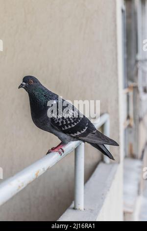 Un pigeon sur le balcon d'un appartement Banque D'Images