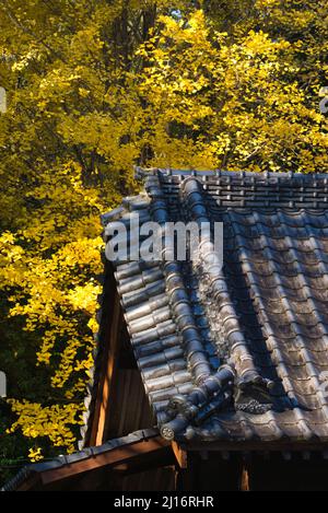 Feuilles de ginkgo jaunes et toit en argile Banque D'Images