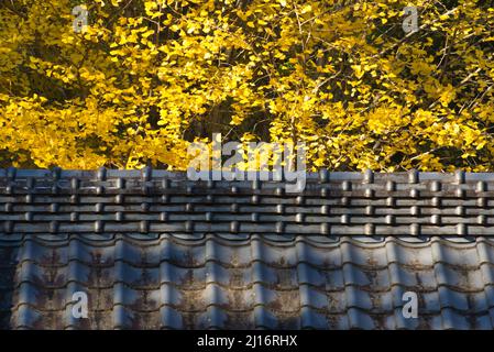 Feuilles de ginkgo jaunes et toit en argile Banque D'Images