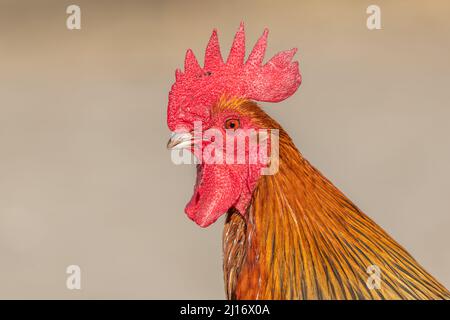 Portrait d'un coq de cour de ferme sur une ferme éducative. La ferme éducative AGF à Rhinau en Alsace. Banque D'Images