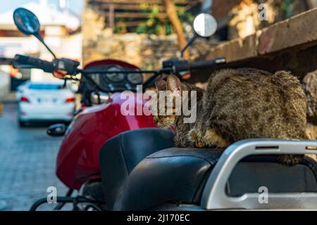 sieste de chat errant sur la selle d'une moto garée Banque D'Images