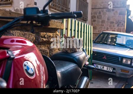 Antalya, Turquie - 17 novembre 2021 : sieste de chat errant sur la selle d'une moto garée Banque D'Images