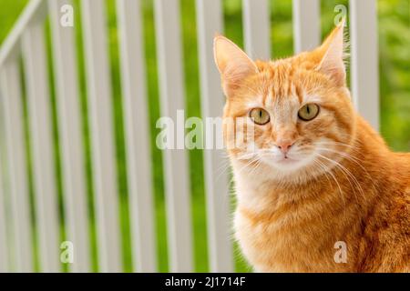 Chat rouge assis sur le balcon Banque D'Images