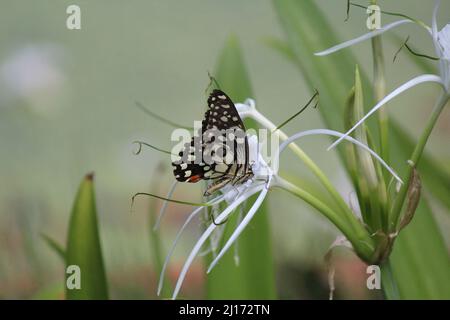 Un papillon jaune prenant un peu de nectar d'une fleur blanche Banque D'Images
