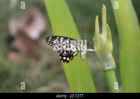 Un papillon jaune perchée sur une fleur Banque D'Images