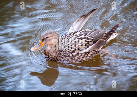 Hambourg, Allemagne. 01st mars 2021. Un malard femelle (Anas platyrhynchos) avec aile inclinable. Credit: Jonas Walzberg/dpa/Alay Live News Banque D'Images