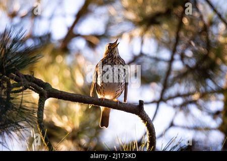 Hambourg, Allemagne. 01st mars 2021. Une chanson de muguet (Turdus philomelos) est assise dans un conifères et chante. Credit: Jonas Walzberg/dpa/Alay Live News Banque D'Images