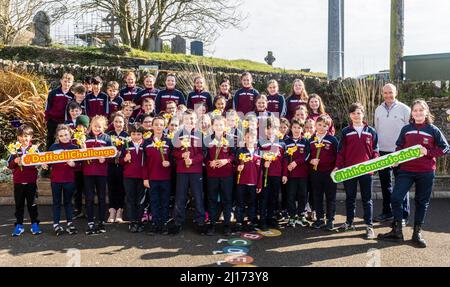 Timoleague, West Cork, Irlande. 23rd mars 2022. Les enfants de l'école nationale de Timoleague se préparaient aujourd'hui pour la Journée de la jonquille ce vendredi. Cllr Paul Hayes a fourni 400 bulbes de jonquilles, qui devraient donner 2000 fleurs, à l'école, au groupe de jeu et aux villes tidy de Timoleague. Les jonquilles seront vendues vendredi pour recueillir des fonds pour l'Irish cancer Society. Crédit : AG News/Alay Live News Banque D'Images