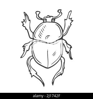 les coléoptères définissent des éléments dessinés à la main dans un style doodle. insectes scandinaves vectoriels. Vecteur isolé Illustration de Vecteur