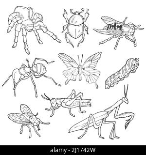 Ensemble d'insectes Doodle Line. Esquisse vectorielle d'insectes dessinés à la main. Illustration de Vecteur