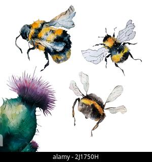 Illustration de l'aquarelle des abeilles et du chardon, fleur pourpre et bourdons peints à la main isolés sur fond blanc Banque D'Images