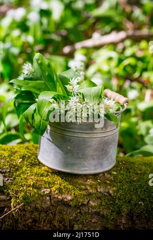Cueillette d'ail sauvage (allium ursinum) dans les bois. La récolte de Ramson laisse l'herbe dans le panier. Banque D'Images