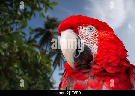 Vue rapprochée d'un macaw à ailes vertes (Ara chloroptera) Banque D'Images