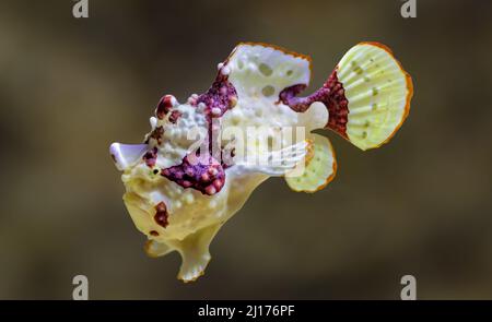 Vue rapprochée d'un grenouille de guerre (Antennarius maculatus) Banque D'Images