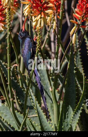 Green Wood-hoopoe se nourrissant du nectar de l'usine d'Aloe, Afrique du Sud Banque D'Images