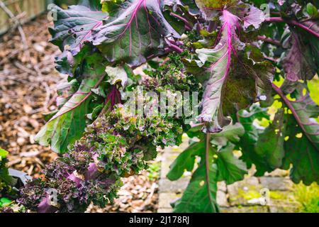 Kalette, choux de kale ou choux de fleurs poussant dans le potager. Plante hybride, croisement entre kale et choux de Bruxelles. Banque D'Images