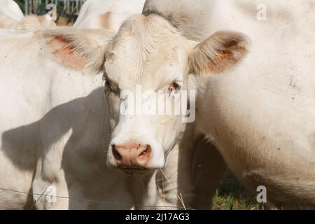 Gros plan sur la tête d'une vache charolaise dans un champ en Bretagne Banque D'Images