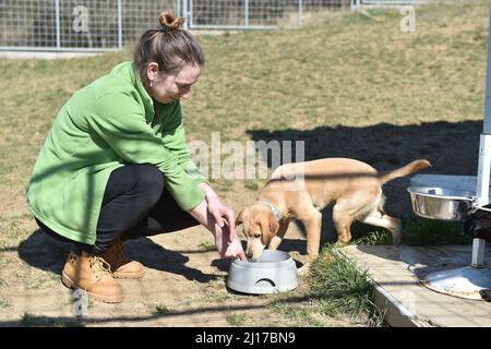 Brno, République tchèque. 23rd mars 2022. Refuge de police pour chiens et chats Brno est en mesure de prendre en charge gratuitement 30 chiens et chats de réfugiés d'Ukraine à Brno, République tchèque, le 23 mars 2022. Crédit: Vaclav Salek/CTK photo/Alay Live News Banque D'Images