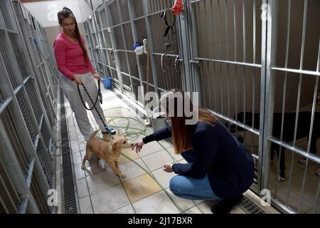 Brno, République tchèque. 23rd mars 2022. Refuge de police pour chiens et chats Brno est en mesure de prendre en charge gratuitement 30 chiens et chats de réfugiés d'Ukraine à Brno, République tchèque, le 23 mars 2022. Crédit: Vaclav Salek/CTK photo/Alay Live News Banque D'Images