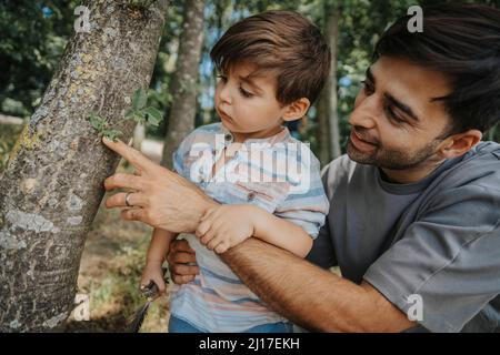 Père et fils à la recherche de l'arbre à Banque D'Images