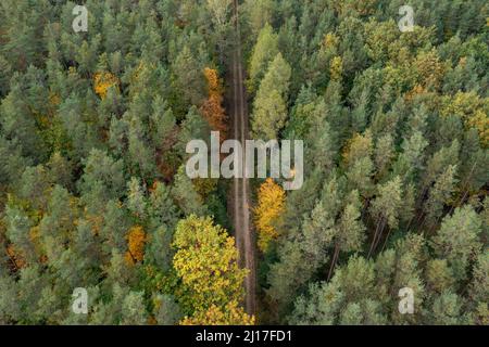 Vue de drone de la route de terre de découpe à travers la forêt verte d'automne Banque D'Images