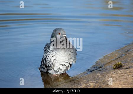 L'un des premiers oiseaux domestiqués par l'homme, le Dove de roche s'est transformé en oiseaux sauvages et ces Pigeons sont maintenant l'un des oiseaux urbains les plus communs au monde. Banque D'Images