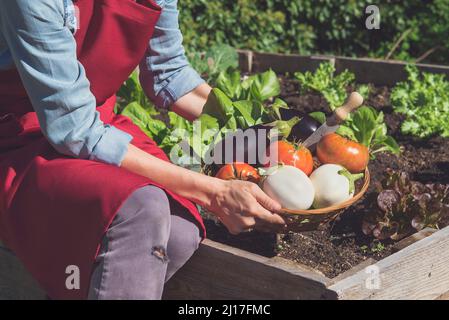 Jardinier collectant des légumes dans un jardin biologique Banque D'Images