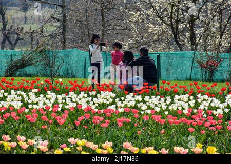 Srinagar, Inde. 23rd mars 2022. Les touristes indiens prennent des photos dans le plus grand jardin de tulipes d'Asie à Srinagar. Le plus grand jardin de tulipes d'Asie, qui abrite 1,5 millions de tulipes de 68 variétés, est ouvert au public aujourd'hui à Srinagar. Alors que le Cachemire est témoin d'une ruée massive de visiteurs cette année dans le cadre de l'assouplissement des restrictions de Covid-19, le jardin de tulipes a été l'une des principales attractions essentielles pour stimuler le tourisme cette saison. Crédit : SOPA Images Limited/Alamy Live News Banque D'Images