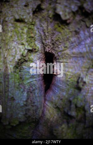 Incroyable arbre coloré creux gros plan trou d'arbre avec belle couleur violet et vert macro photo nature merveille Banque D'Images