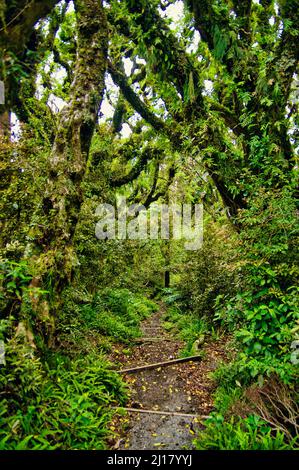 Sentier de randonnée dans la mystérieuse forêt de gobelin sur le mont Taranaki (mont Egmont), près des chutes Dawson, Île du Nord, Nouvelle-Zélande Banque D'Images